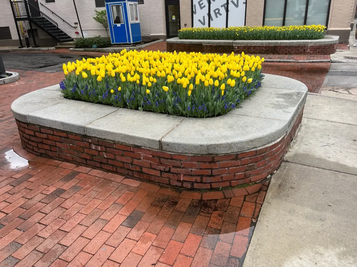 A vibrant bed of yellow tulips in a raised brick planter.